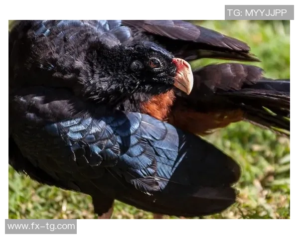 阿拉戈斯与巴竞技激战正酣谁将获得胜利的荣耀与积分